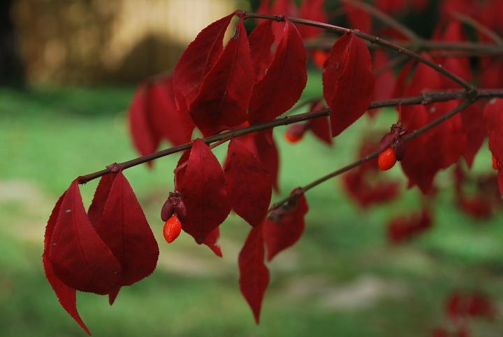 Burning bush deals poisonous to dogs